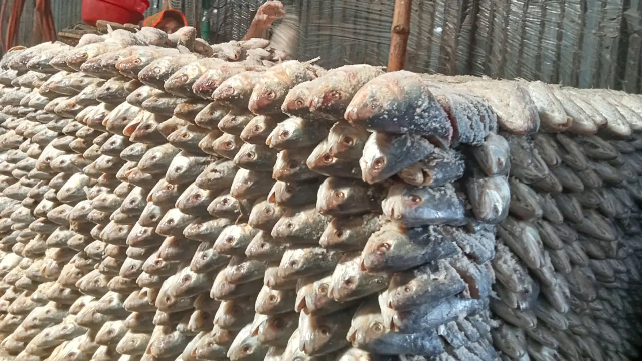 চাঁদপুরে ইলিশের ডিমের সরবরাহ কম, বিক্রি হচ্ছে আঁশ