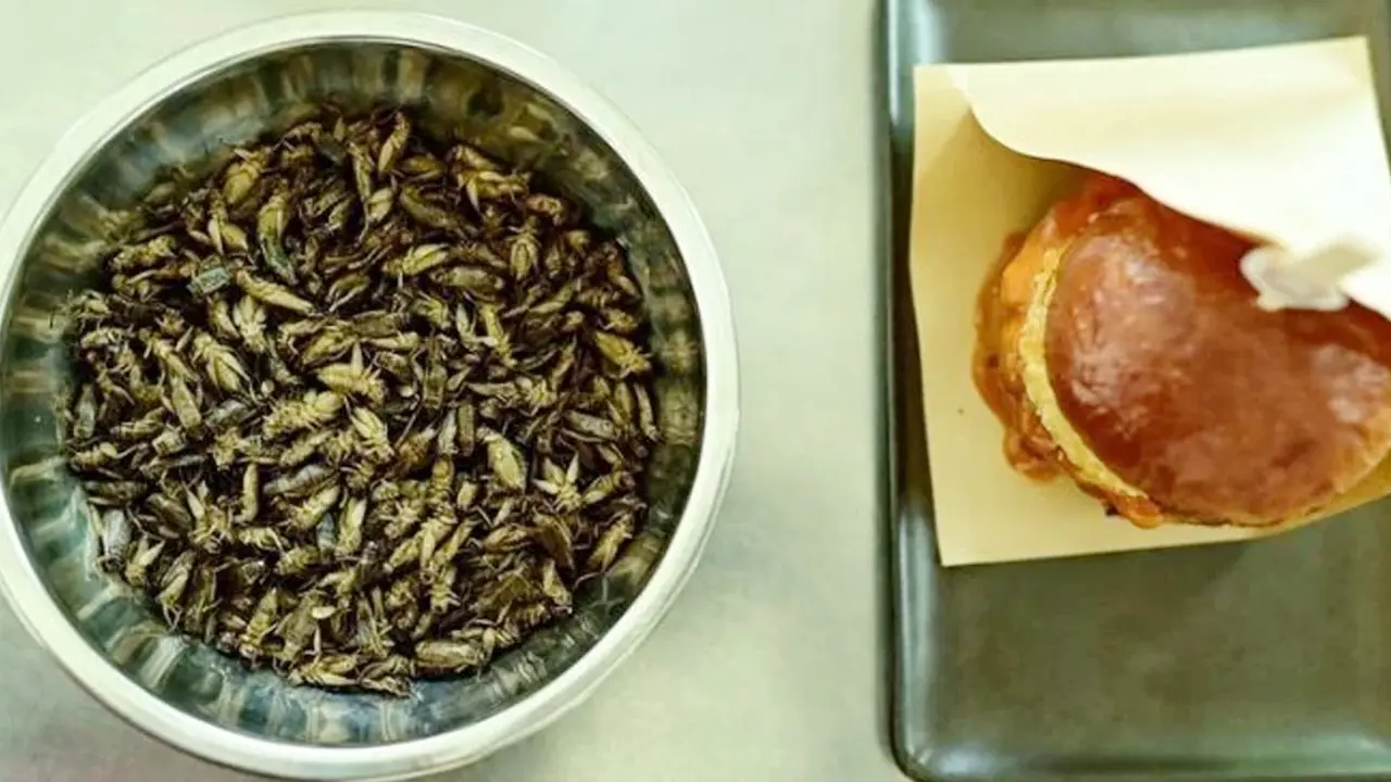 ঝিঁঝিঁ পোকার বার্গার বানাল থাইল্যান্ড