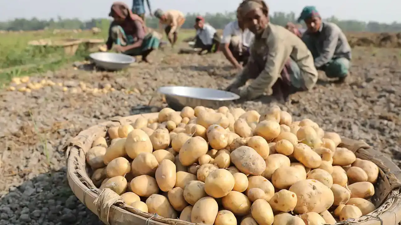 আলুতে জীবাণু থাকায় রপ্তানি করা যাচ্ছে না