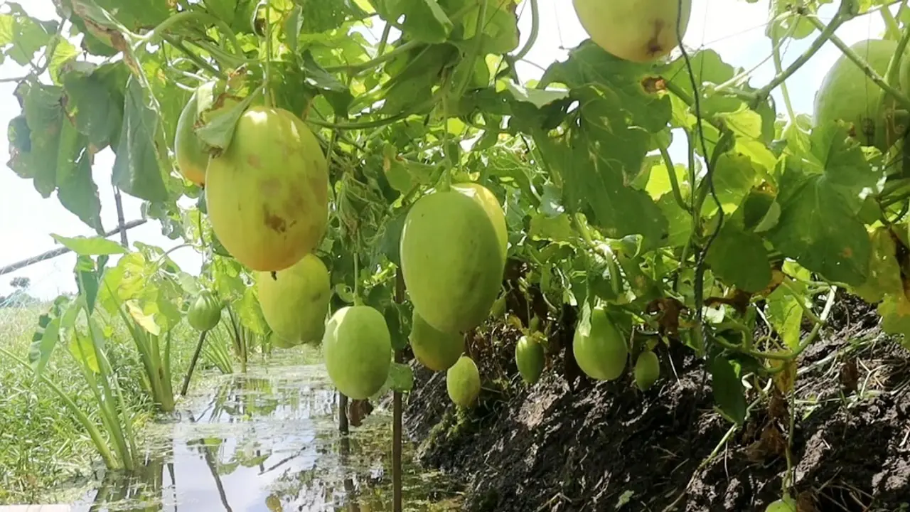 ঘের পাড়ে সাম্মাম ফল চাষে কৃষকের চমক