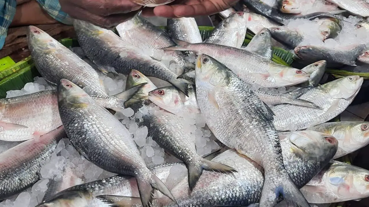 খুলনায় ভরা মৌসুমেও ইলিশের দাম চড়া