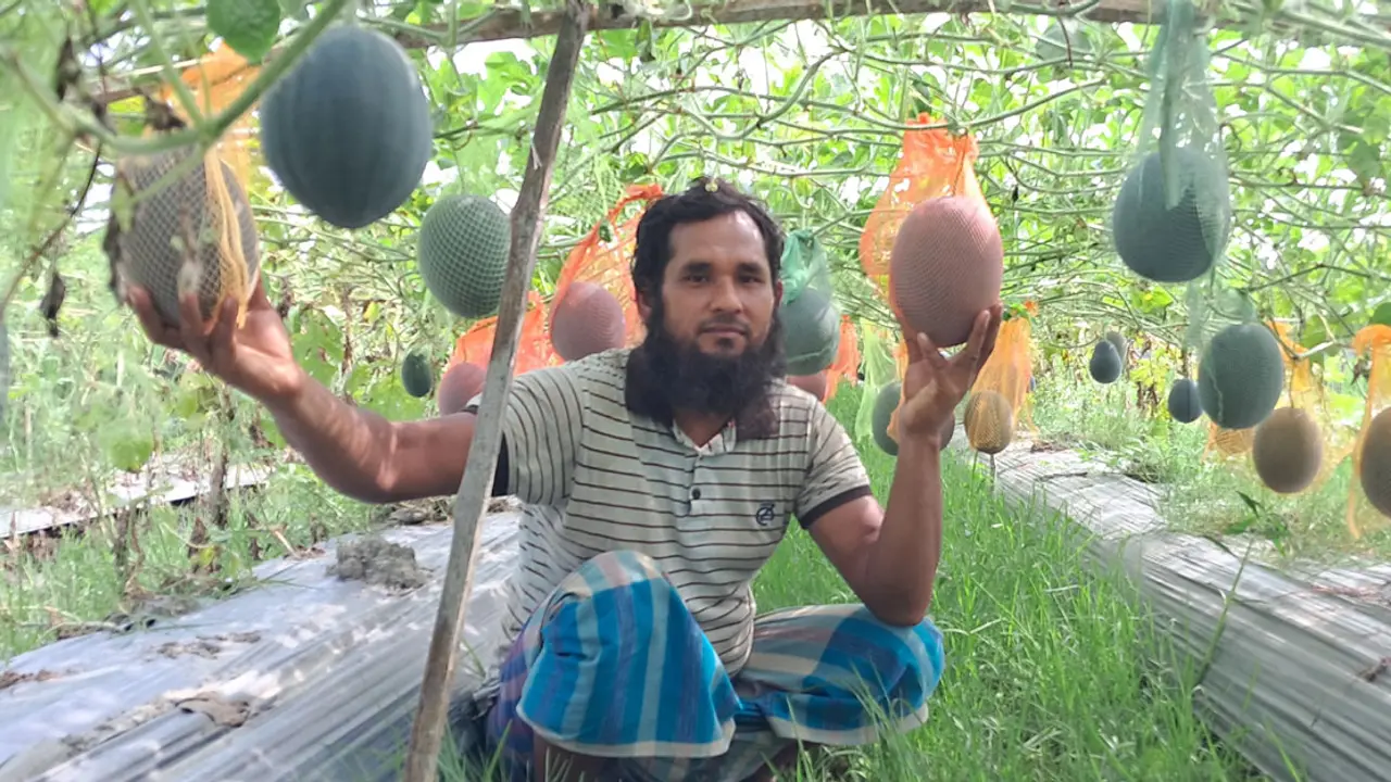 ইউটিউব দেখে ব্ল্যাক কুইন তরমুজ চাষে সফল মোফাজ্জল