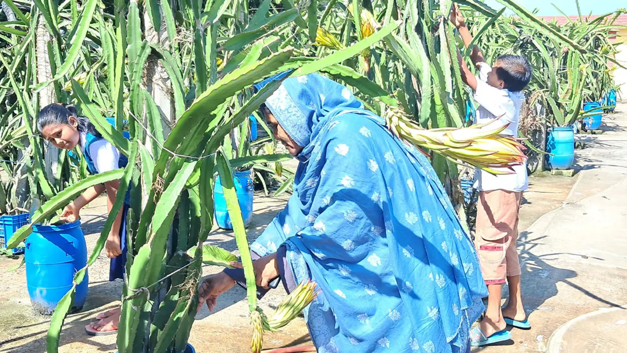 স্কুলের ছাদে ড্রাগন বাগান
