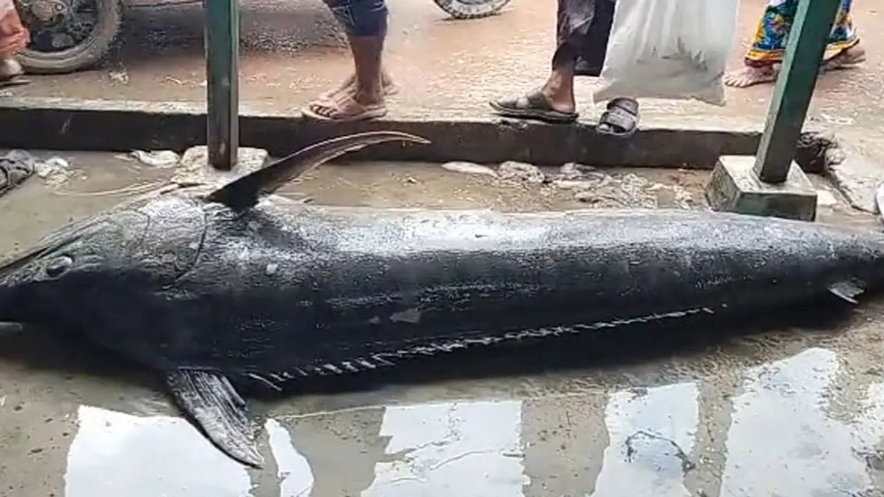 জেলের জালে ধরা পড়ল ২০০ কেজি ওজনের ব্ল্যাক মার্লিন মাছ