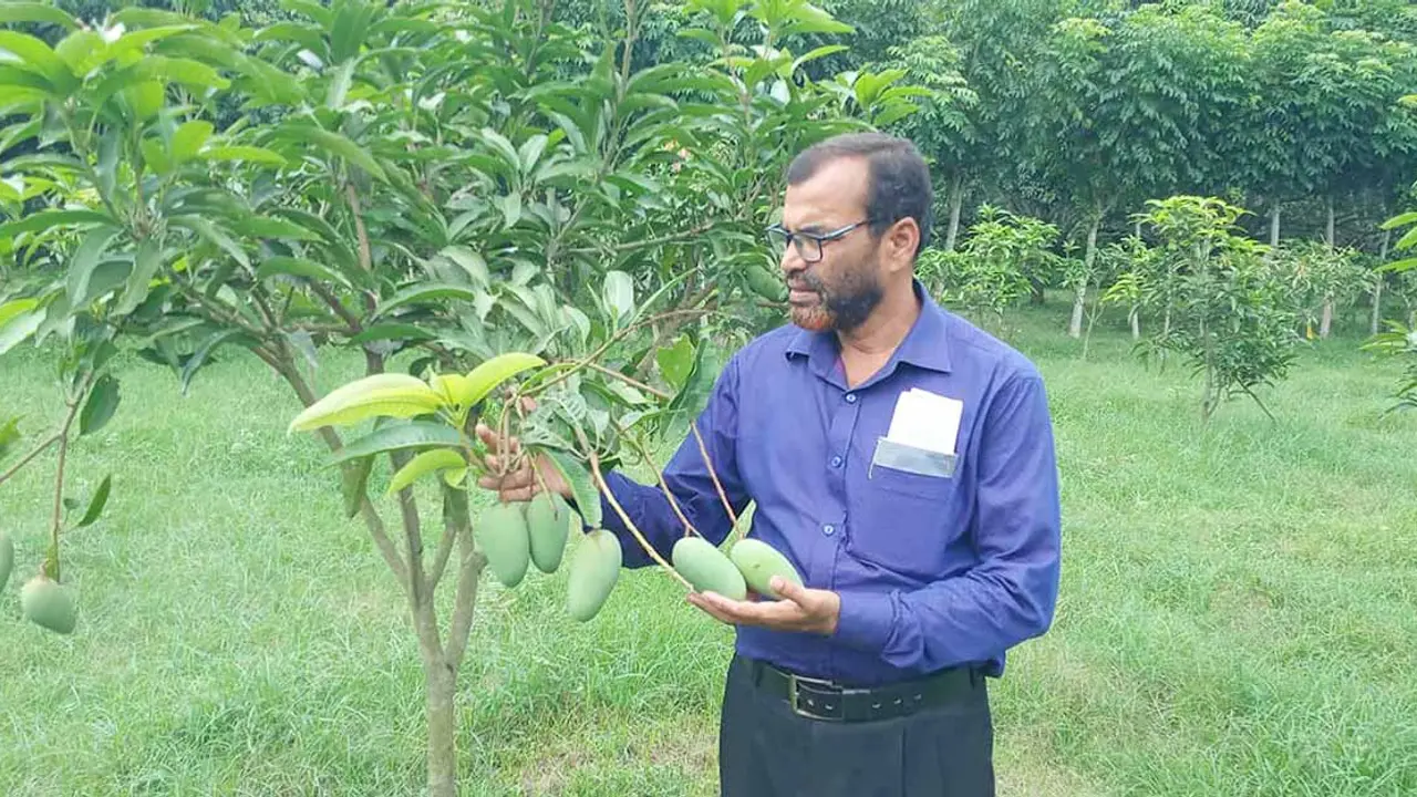 ইউটিউব দেখে আড়াই বিঘা জমিতে আম বাগান করেছেন বুলবুল