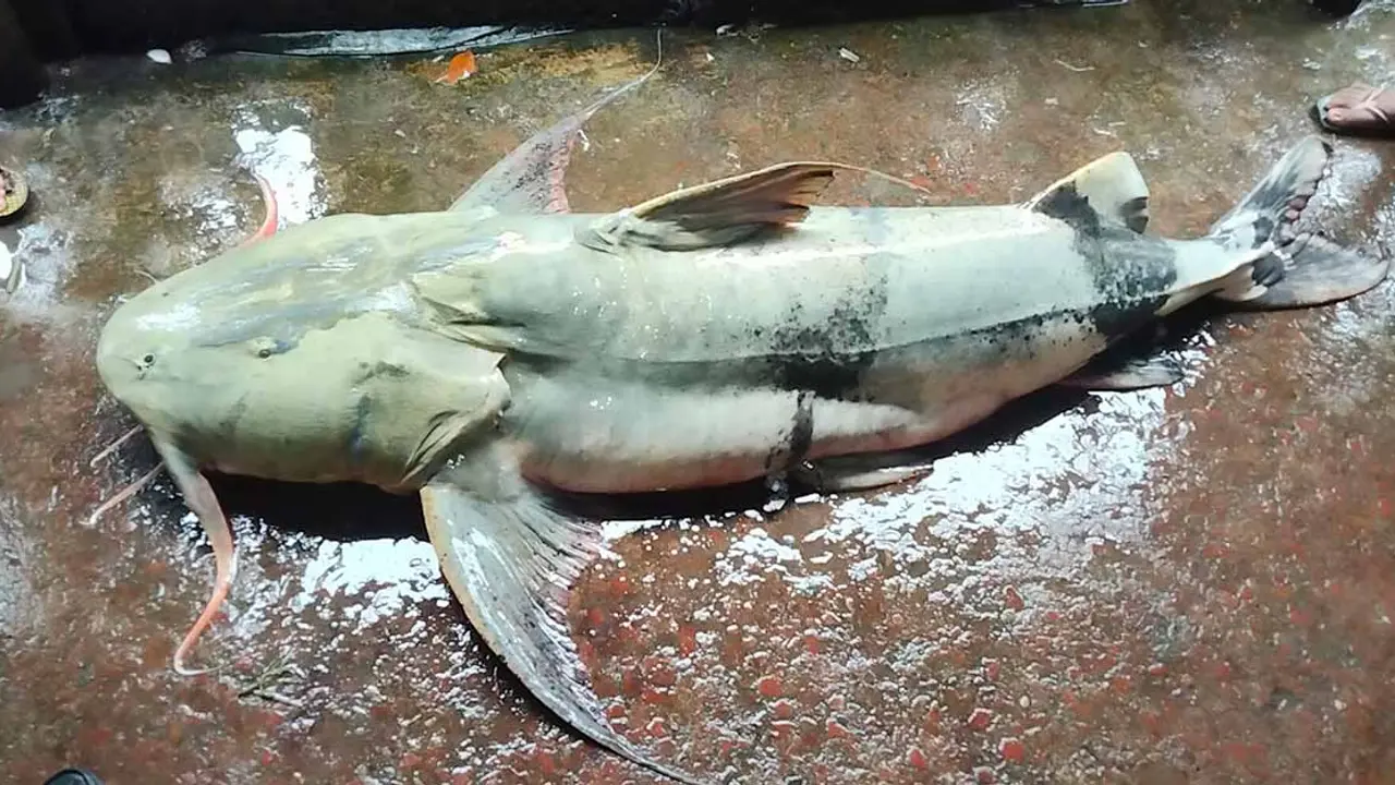 তিস্তায় ধরা পড়ল ৯২ কেজির বাঘা আইড়