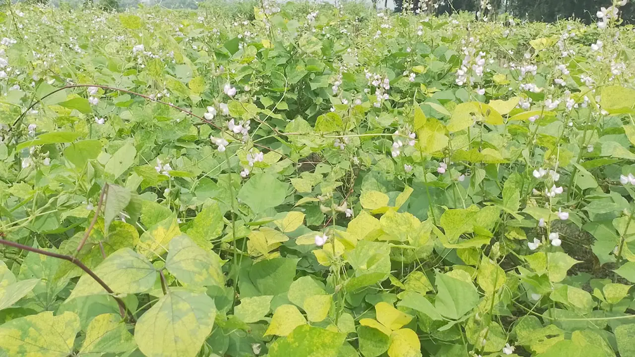 আগাম শিম চাষে ঝুঁকছেন নওগাঁর কৃষকরা