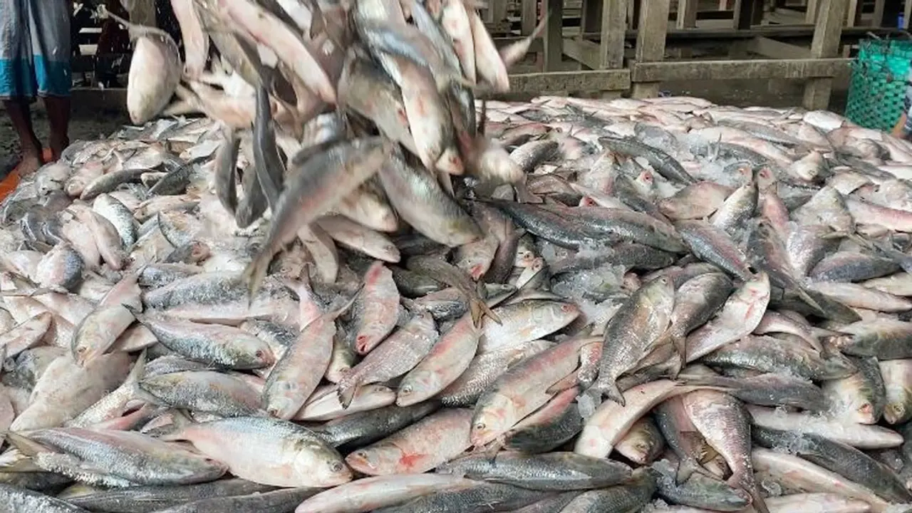 এক নৌকায় মিলল ৫৯ মণ ইলিশ, ১৩ লাখে বিক্রি