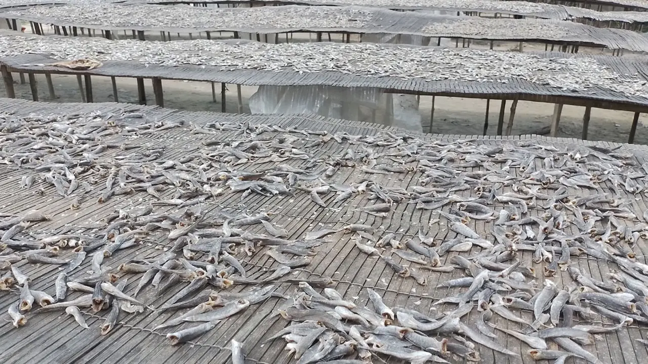 নওগাঁয় দেশি মাছের অভাব, শুঁটকি উৎপাদন ব্যাহত