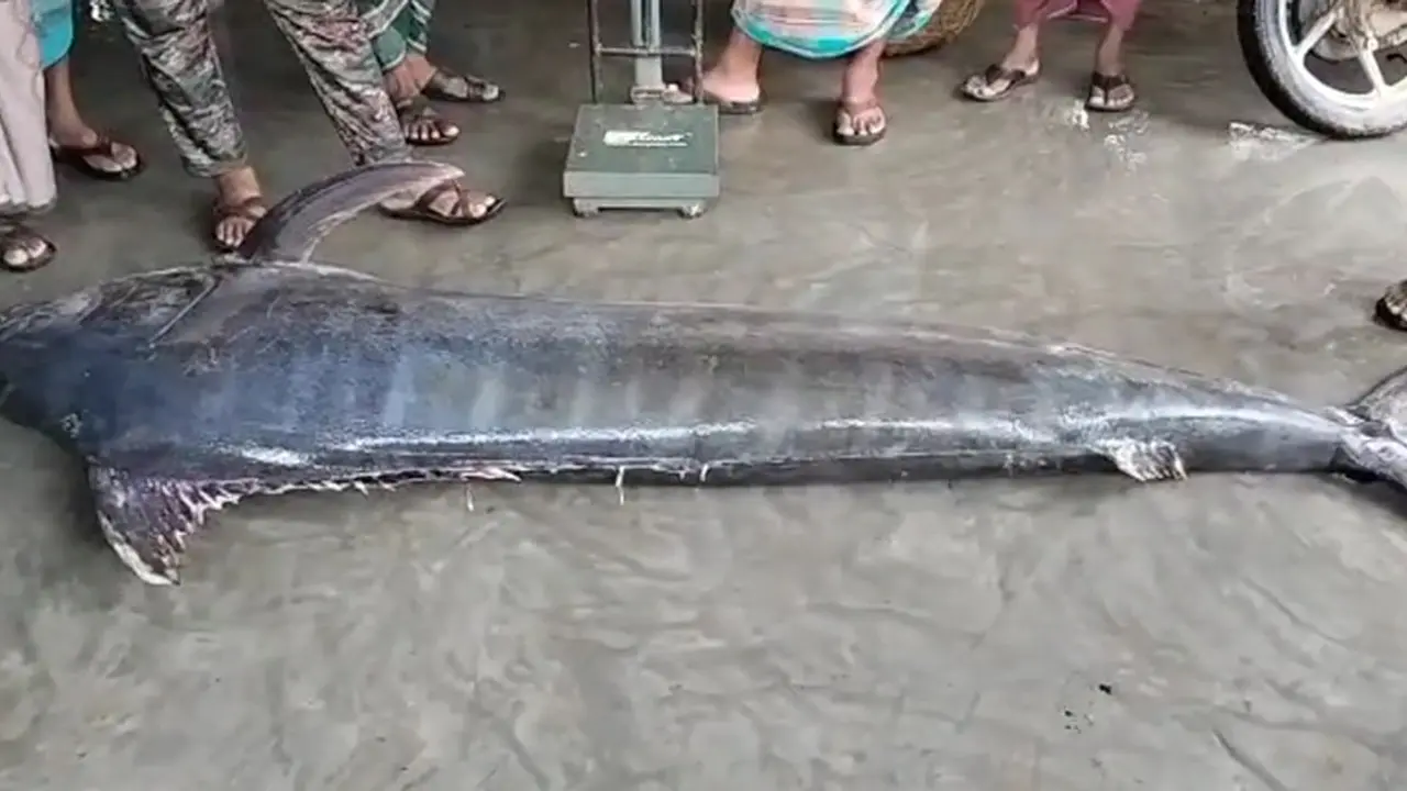 জেলের জালে ধরা পড়ল ১৮৫ কেজি ওজনের পাখি মাছ
