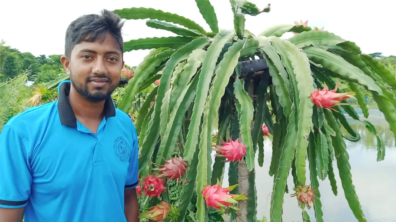 পড়ালেখার পাশাপাশি ড্রাগন চাষে সফলতা দেখছেন তরুণ উদ্যোক্তা রাকিব