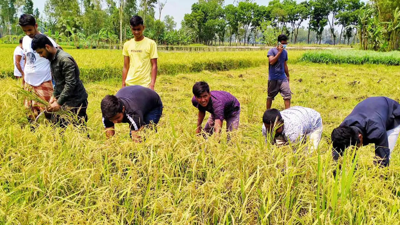 নেতাকর্মীদের কৃষকের ধান কেটে দেওয়ার আহ্বান যুবলীগ-কৃষক লীগের