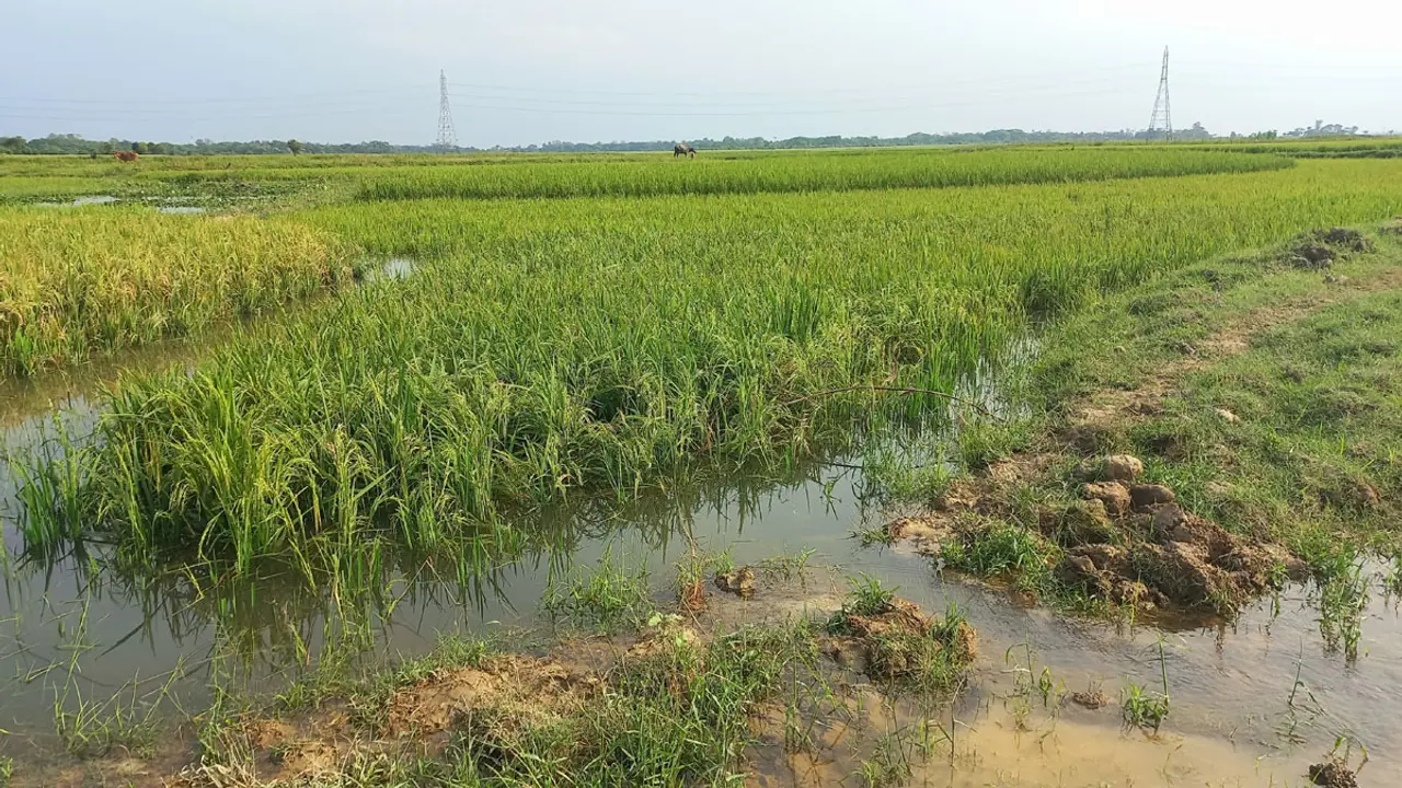 তলিয়ে যাচ্ছে দেখার হাওরের কাঁচা ধান