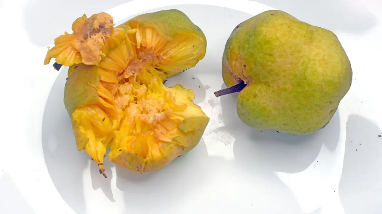 ডেউয়া ফল খাওয়ার উপকারিতা