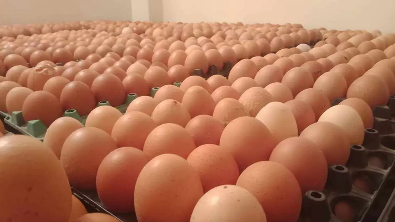 এক পিস ডিম এখন ১৫ টাকা