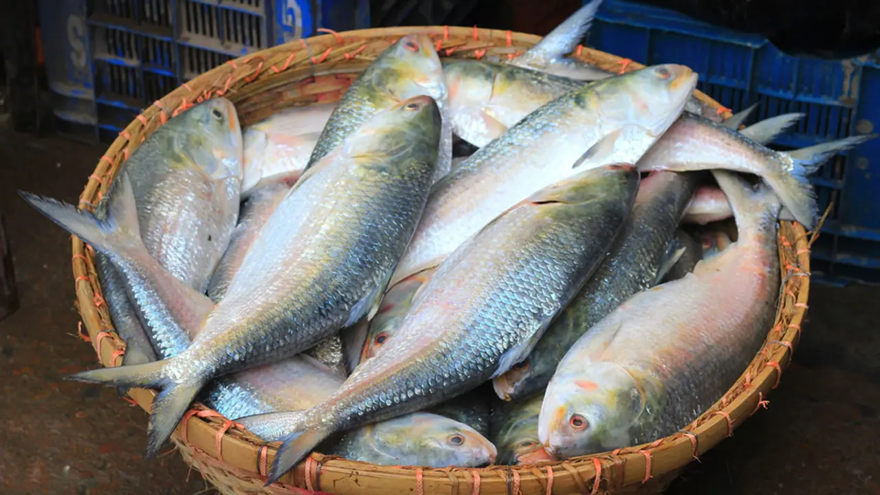 সুস্বাদু ইলিশ চেনার সহজ উপায়