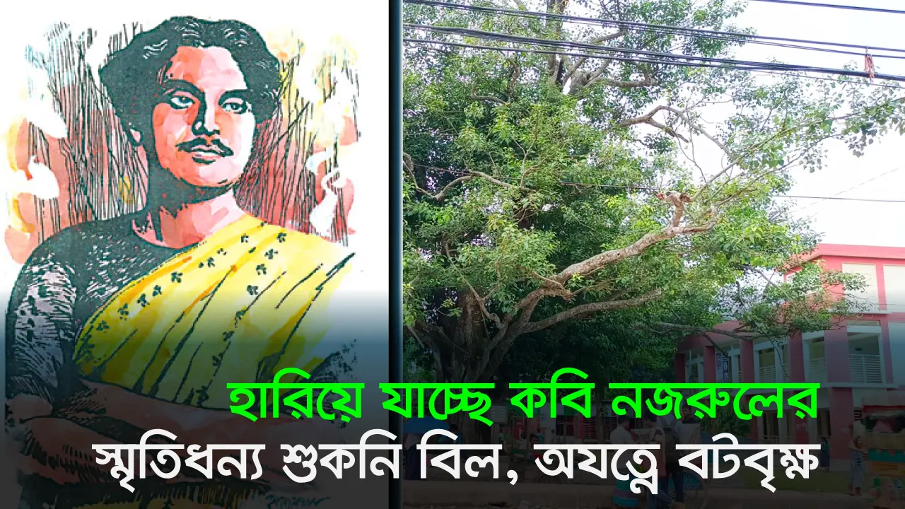 হারিয়ে যাচ্ছে কবি নজরুলের স্মৃতিধন্য শুকনি বিল, অযত্নে বটবৃক্ষ