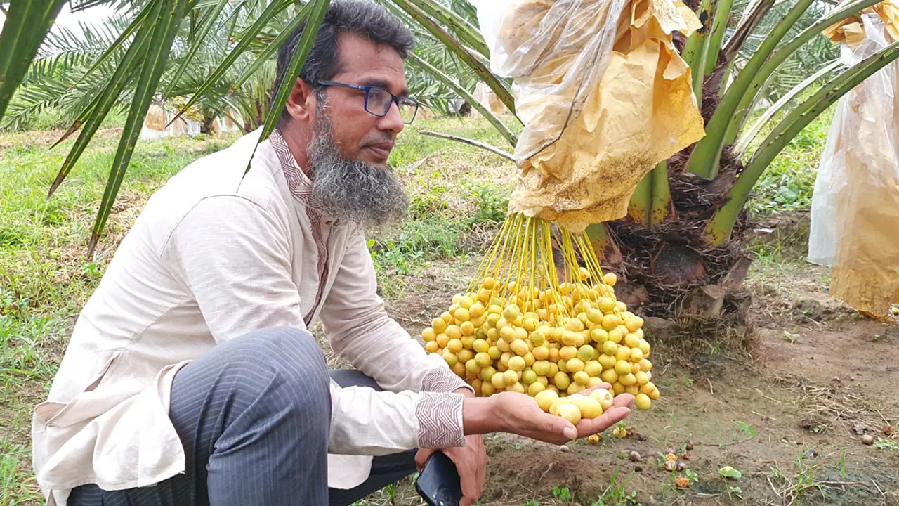 পাহাড়ের টিলায় মরুভূমির খেজুর চাষে স্বপ্ন বুনছেন নুরুল