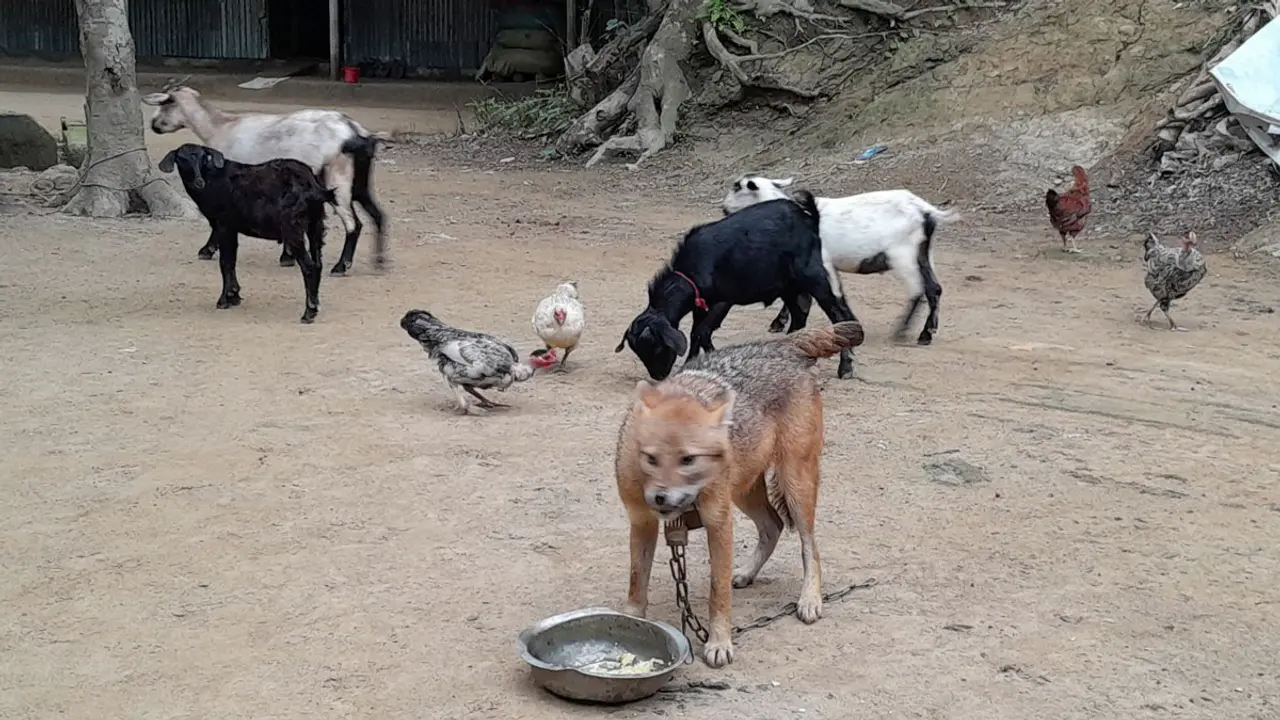 হাঁস-মুরগি-ছাগলের সঙ্গে শিয়ালের বসবাস