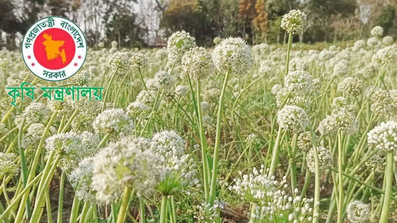 পেঁয়াজের উৎপাদন বাড়াতে আরও ১৬ কোটি টাকা প্রণোদনা
