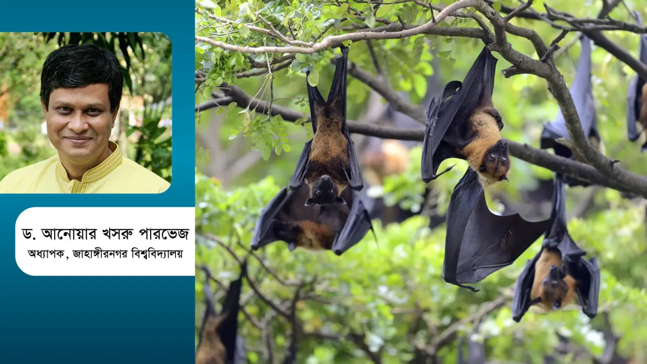 খেজুরের রস থেকে নিপাহ ভাইরাস, মৃত্যুর হার কত জানেন?
