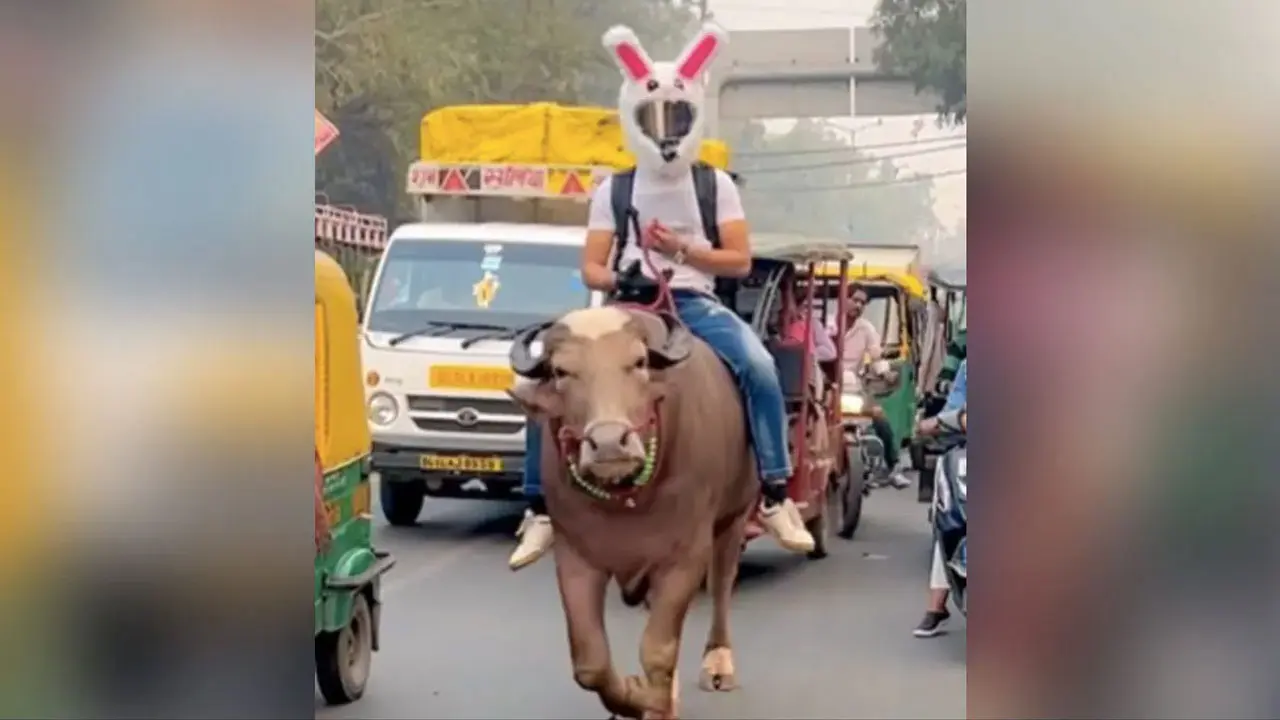 ভিডিও: পেট্রলের দাম বাড়ায় ষাঁড়ের পিঠে চড়ে রাস্তায় যুবক