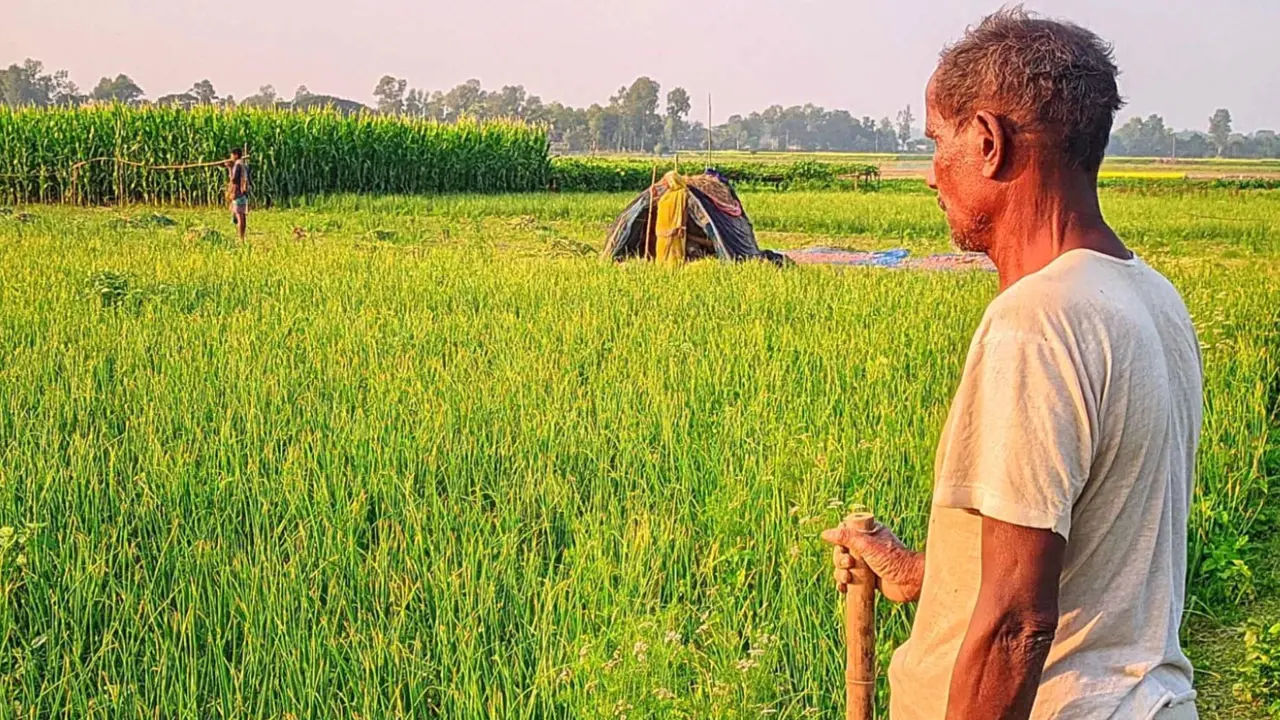 পেঁয়াজ চুরির ভয়ে ক্ষেত পাহারা দিচ্ছেন কৃষকরা