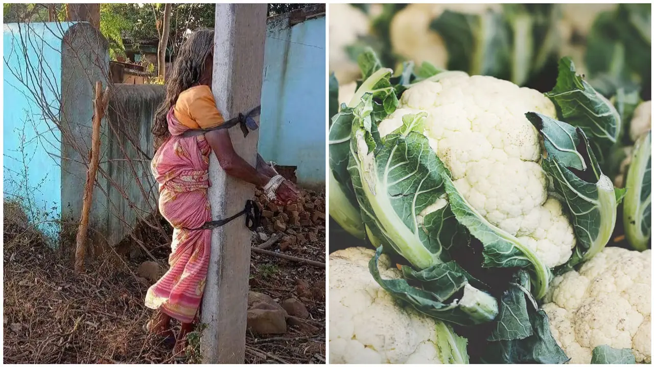 ফুলকপি চুরির অভিযোগ, বৃদ্ধা মাকে খুঁটিতে বেঁধে রাখল ছেলে