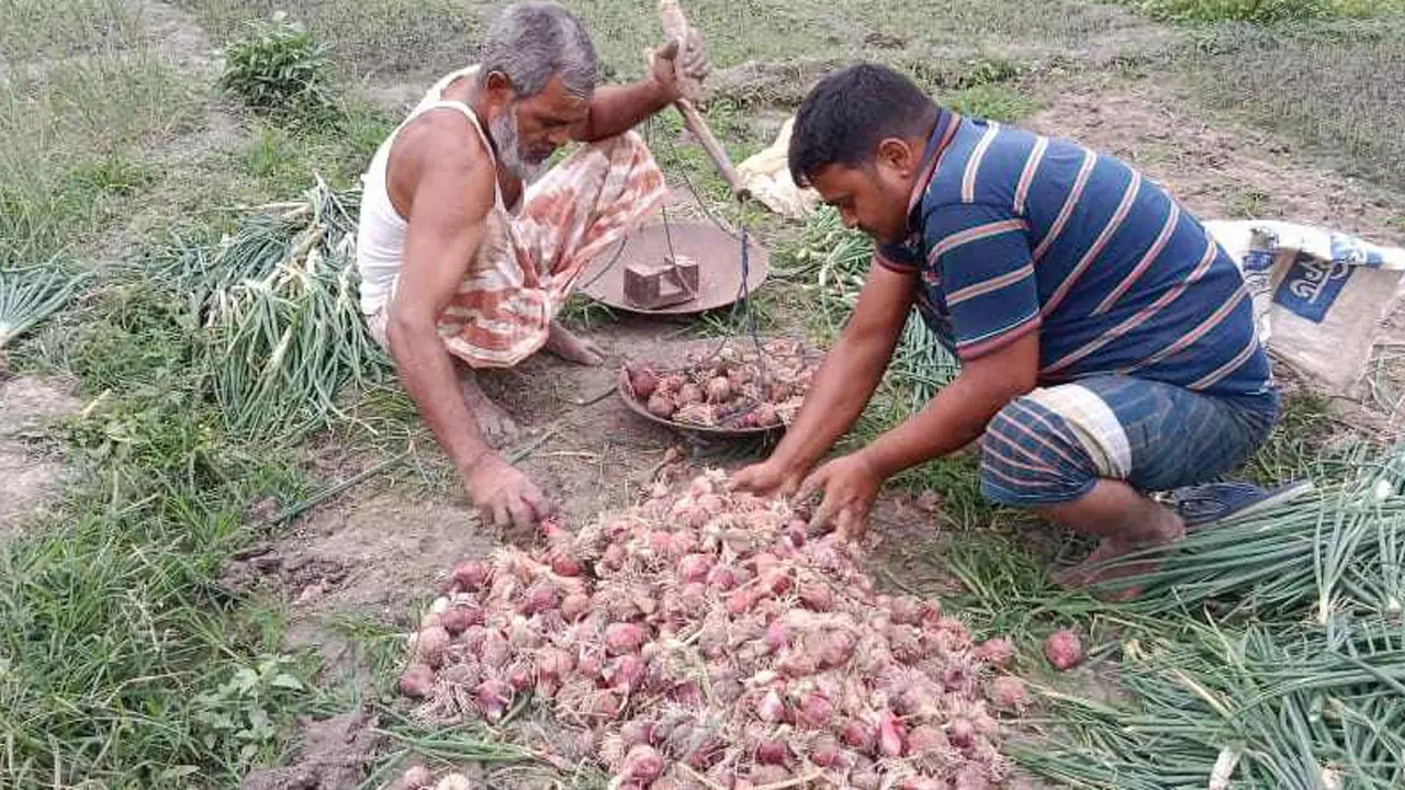 মুড়িকাটা ও গ্রীষ্মকালীন পেঁয়াজ বাজারে আসা শুরু হয়েছে
