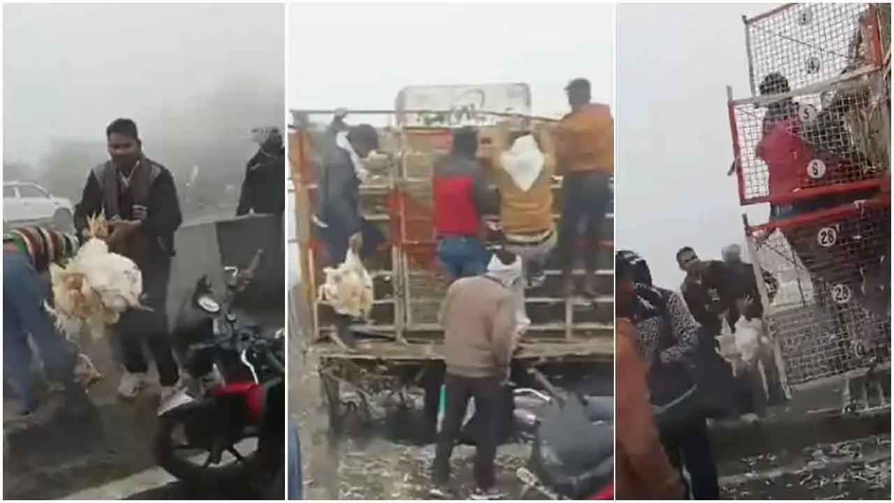 ভিডিও: ঘন কুয়াশায় দুর্ঘটনায় ট্রাক, ৫০০ মুরগি হরিলুট করল গ্রামবাসী