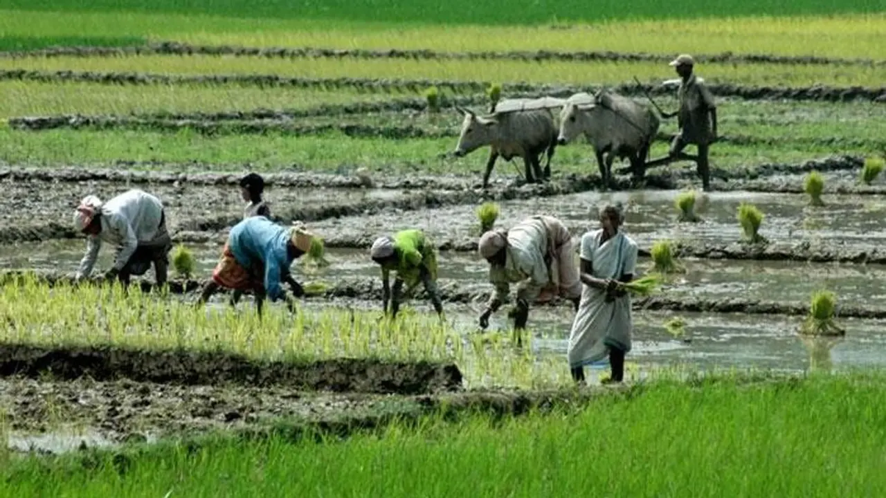 আউশের উৎপাদন বাড়াতে ৫৭ কোটি টাকার প্রণোদনা
