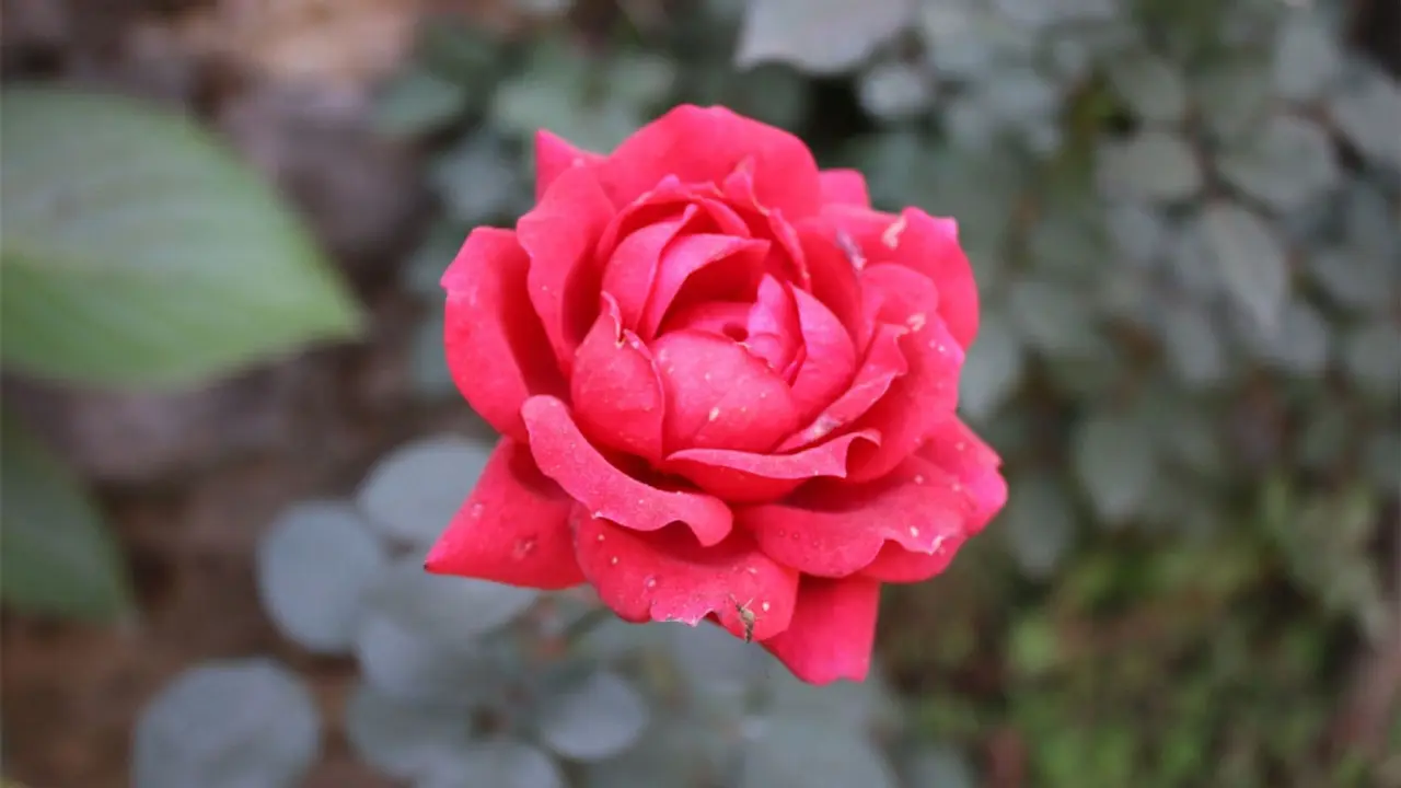 গোলাপ ফুল খাওয়ার উপকারিতা