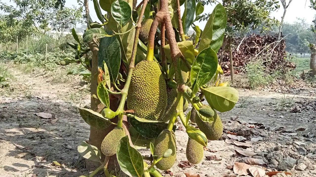 এবার আঠাবিহীন কাঁঠালে সফলতা