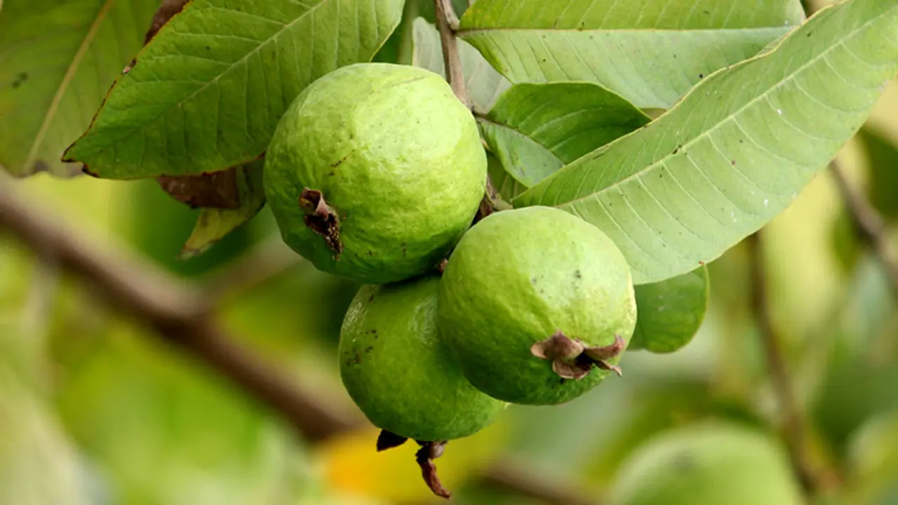 মানসিক সমস্যাসহ বিভিন্ন রোগমুক্তিতে পেয়ারার গুণাগুণ