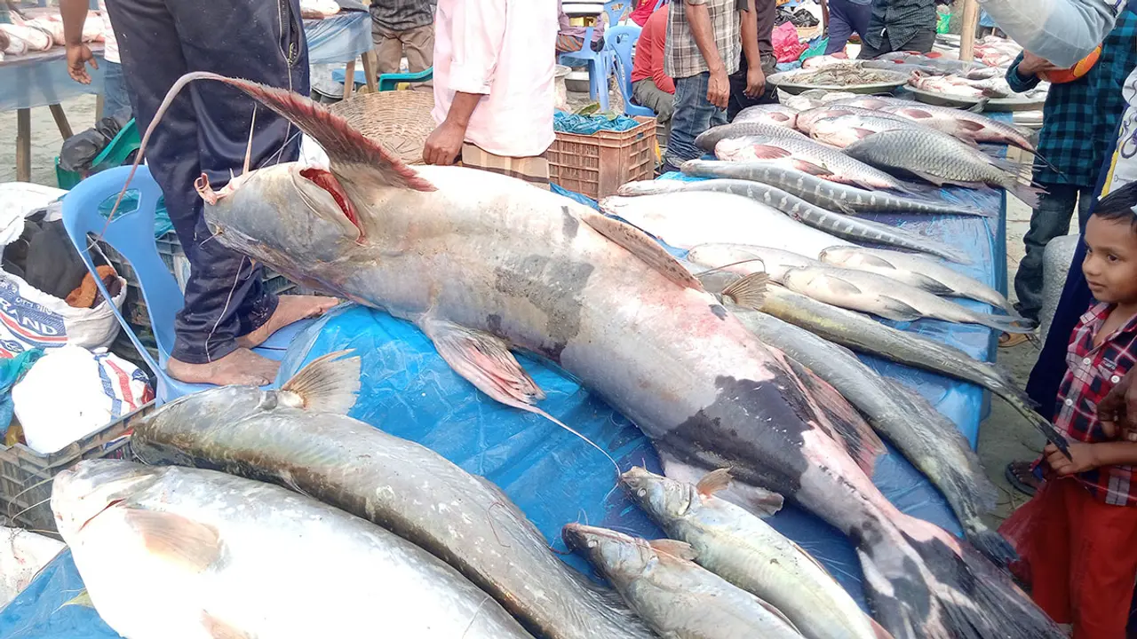 মেলায় এবারের আকর্ষণ সুরমা নদীর বাঘাইড়