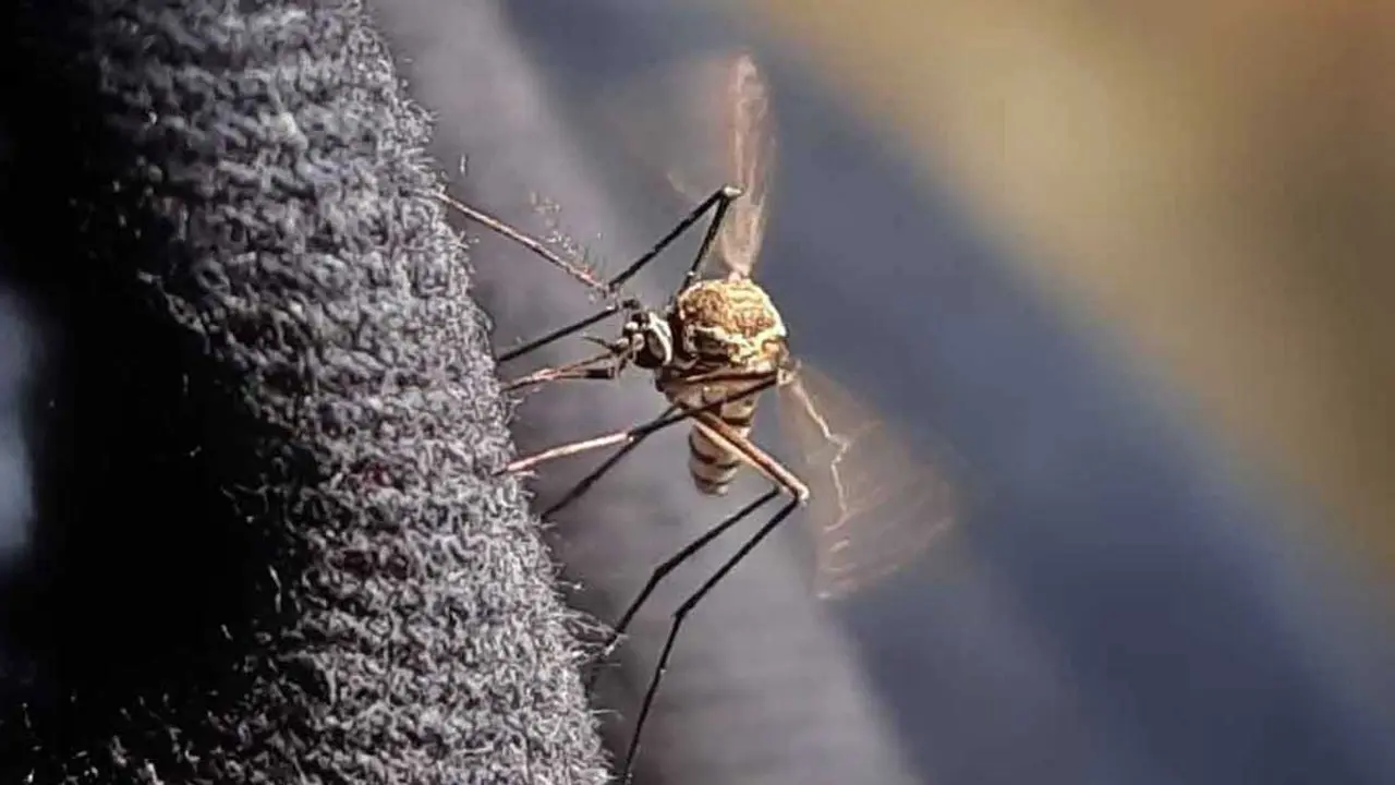আরও ৩৮ ডেঙ্গু রোগী হাসপাতালে