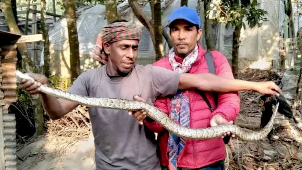 বরগুনায় রান্নাঘরে মিলল ৬ ফুট লম্বা অজগর