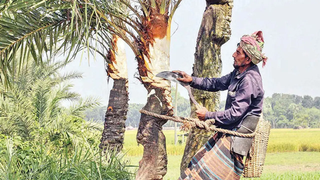 নিপাহ ভাইরাসে এক নারীর মৃত্যু, খেজুরের রস পানে সতর্কতার পরামর্শ
