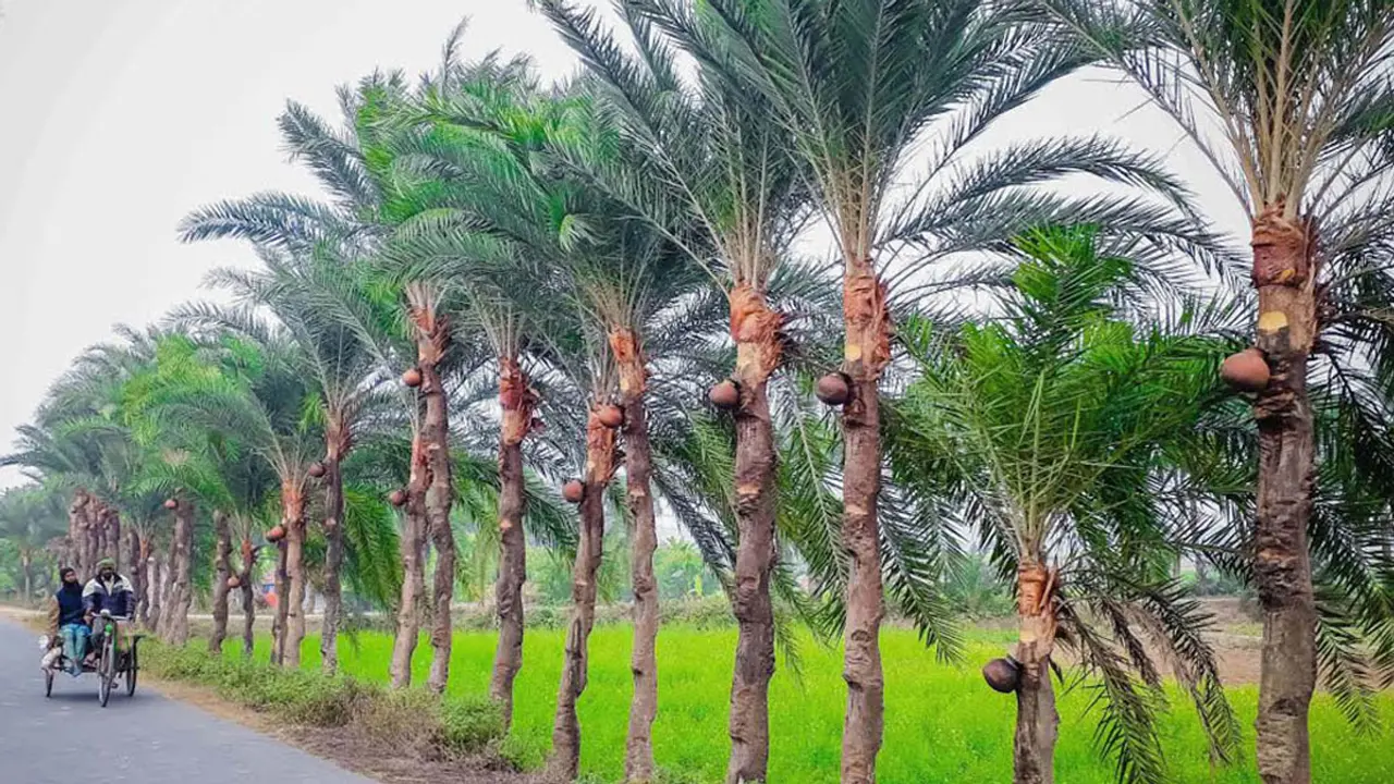 নিপাহ ভাইরাস ‘মারাত্মক সংক্রামক’, ৭১ শতাংশেরই মৃত্যু