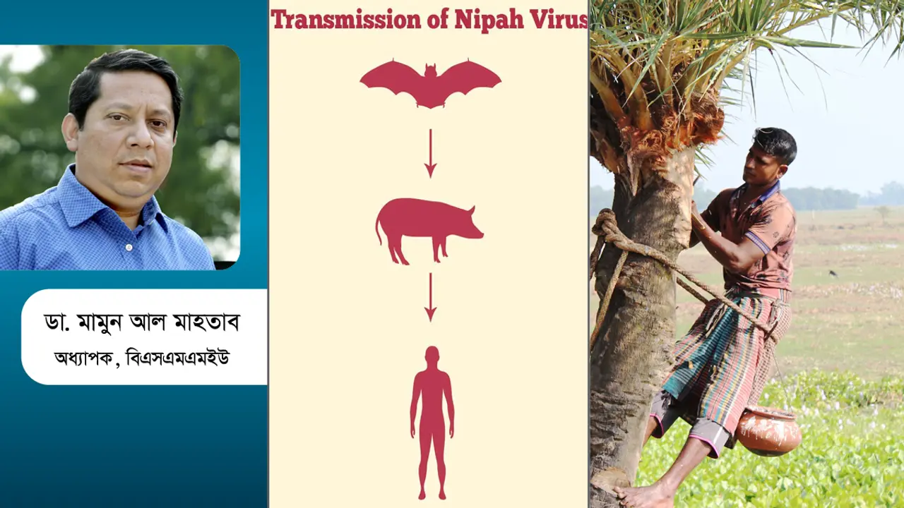 নিপাহ ভাইরাস যেভাবে ছড়ায়