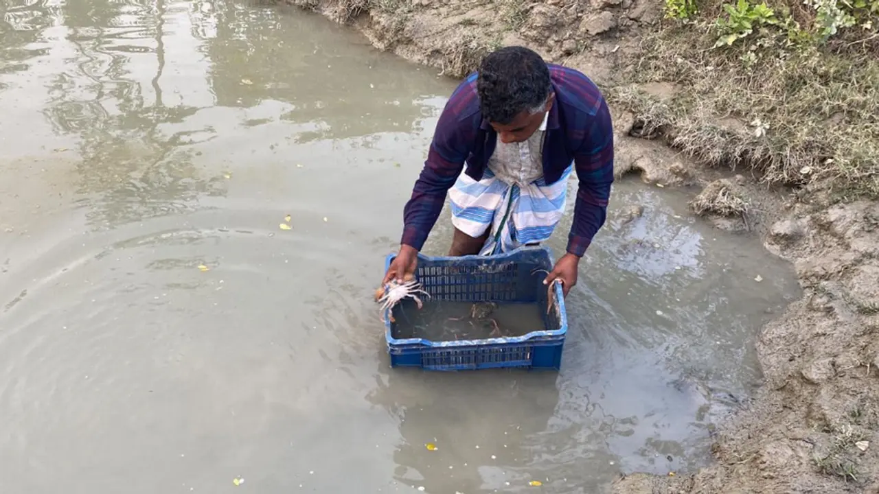 নিঝুম দ্বীপে কাঁকড়া চাষে সফল ২ ভাই, রপ্তানি হচ্ছে বিদেশে