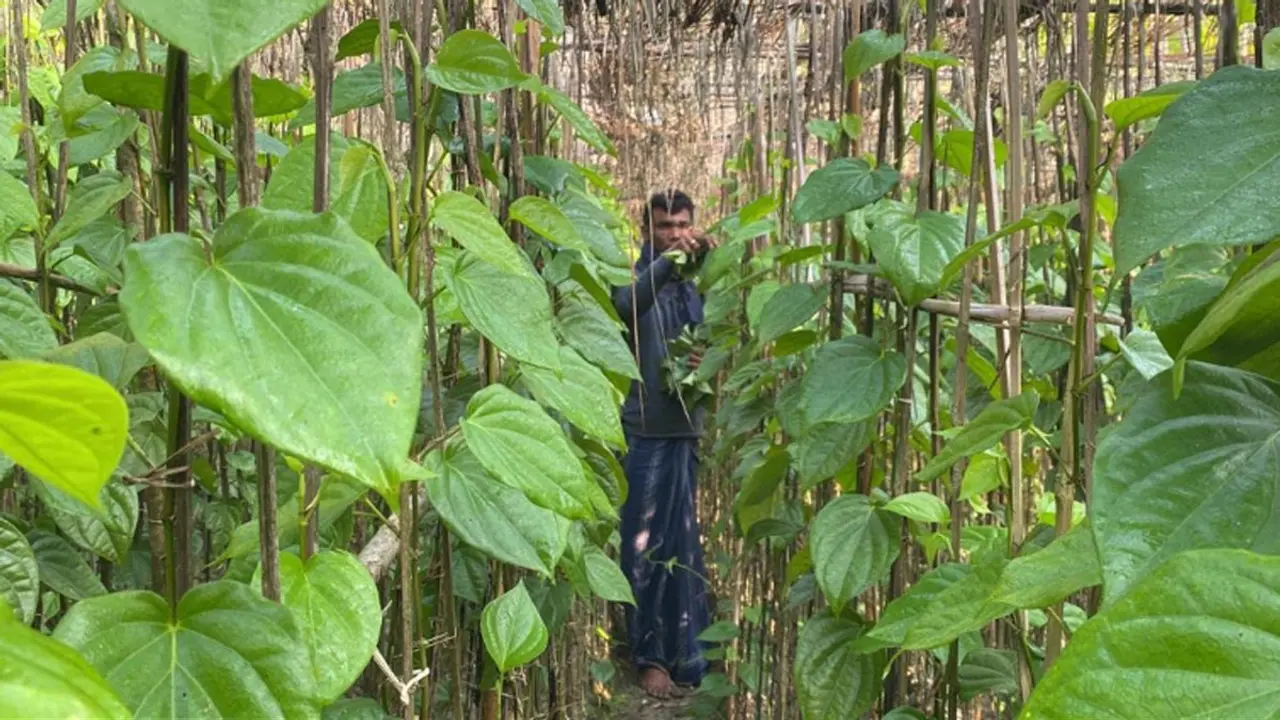 হাতিয়ায় বেড়েছে পান চাষ, স্বাবলম্বী চাষিরা