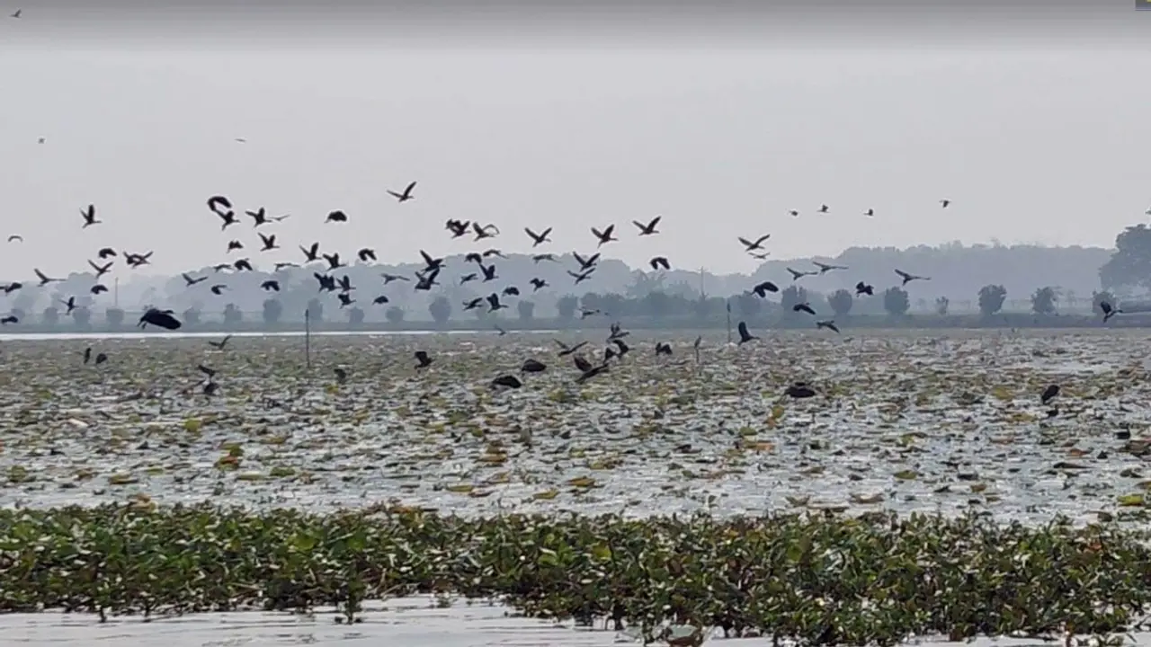অতিথি পাখিতে মুখরিত উকড়ি বিল