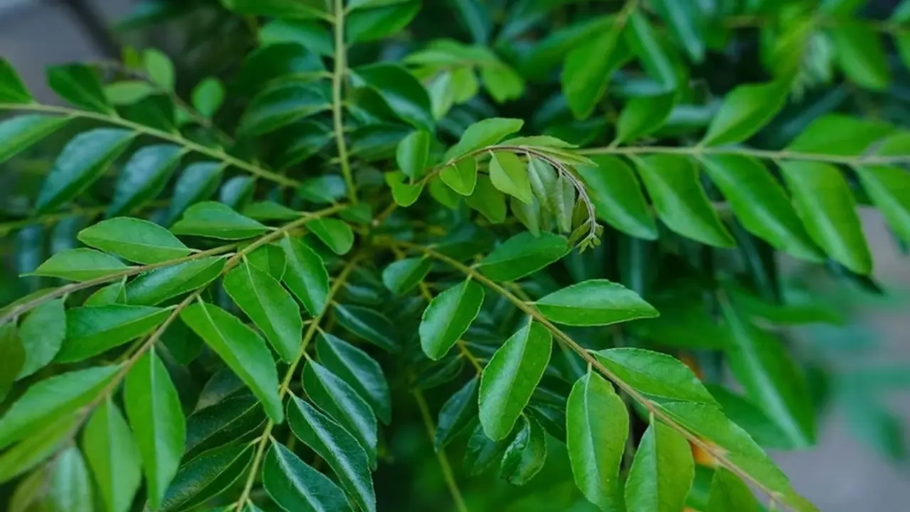 এক পাতায় সারবে অনেক রোগ