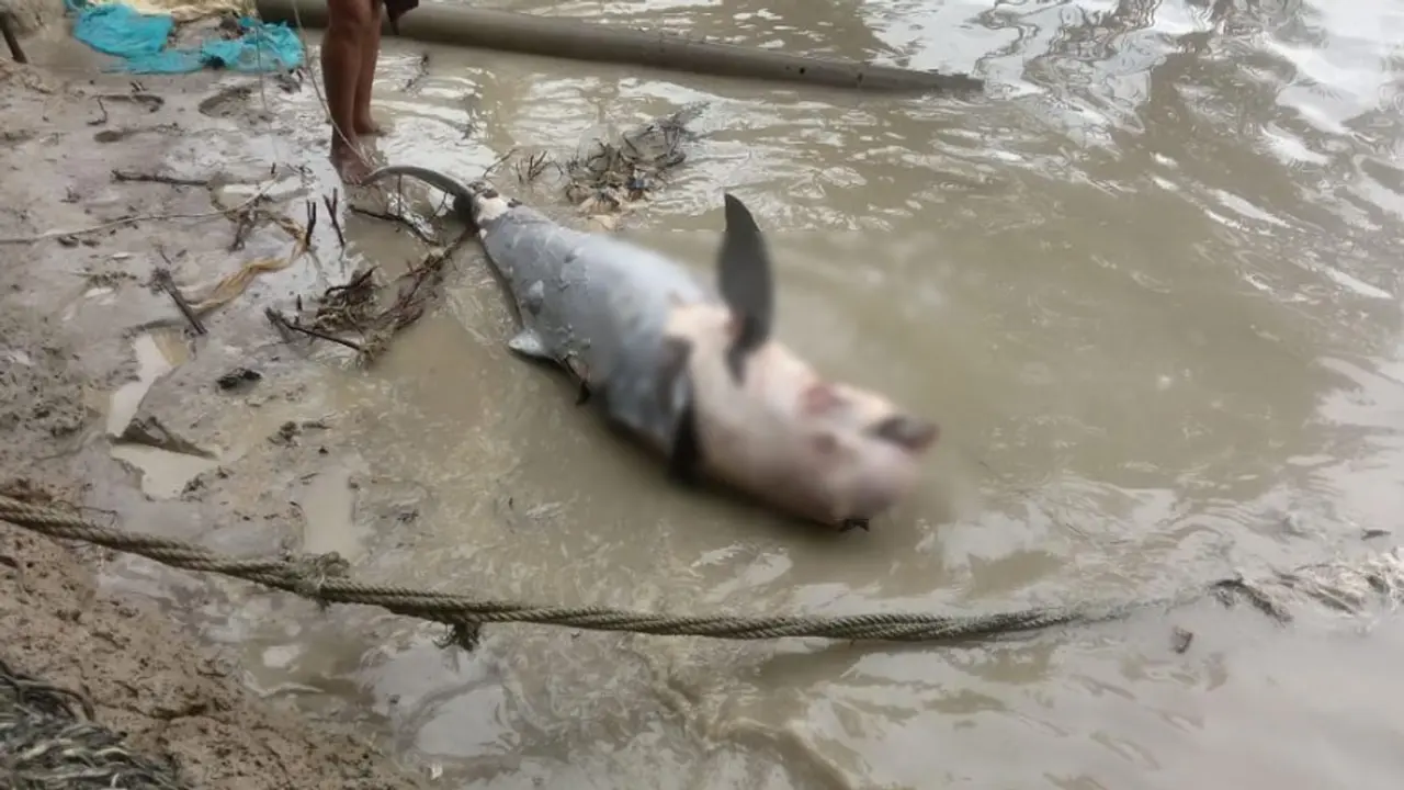সৈকতে ভেসে এলো ৬ ফুটের মৃত ডলফিন