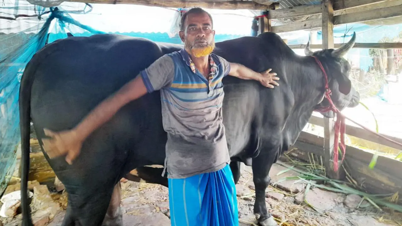‘এত বড় গরু আর কখনও পালন করব না’