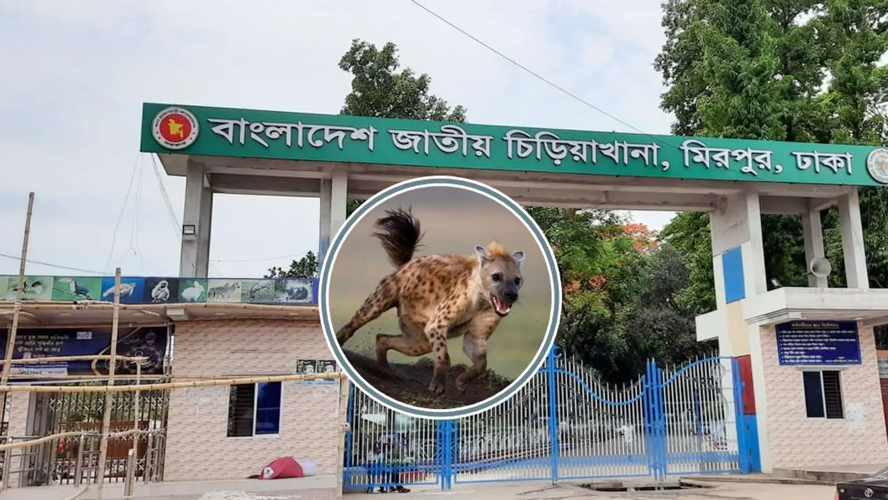 মিরপুর চিড়িয়াখানায় শিশুর হাত খেয়ে ফেলল হায়েনা