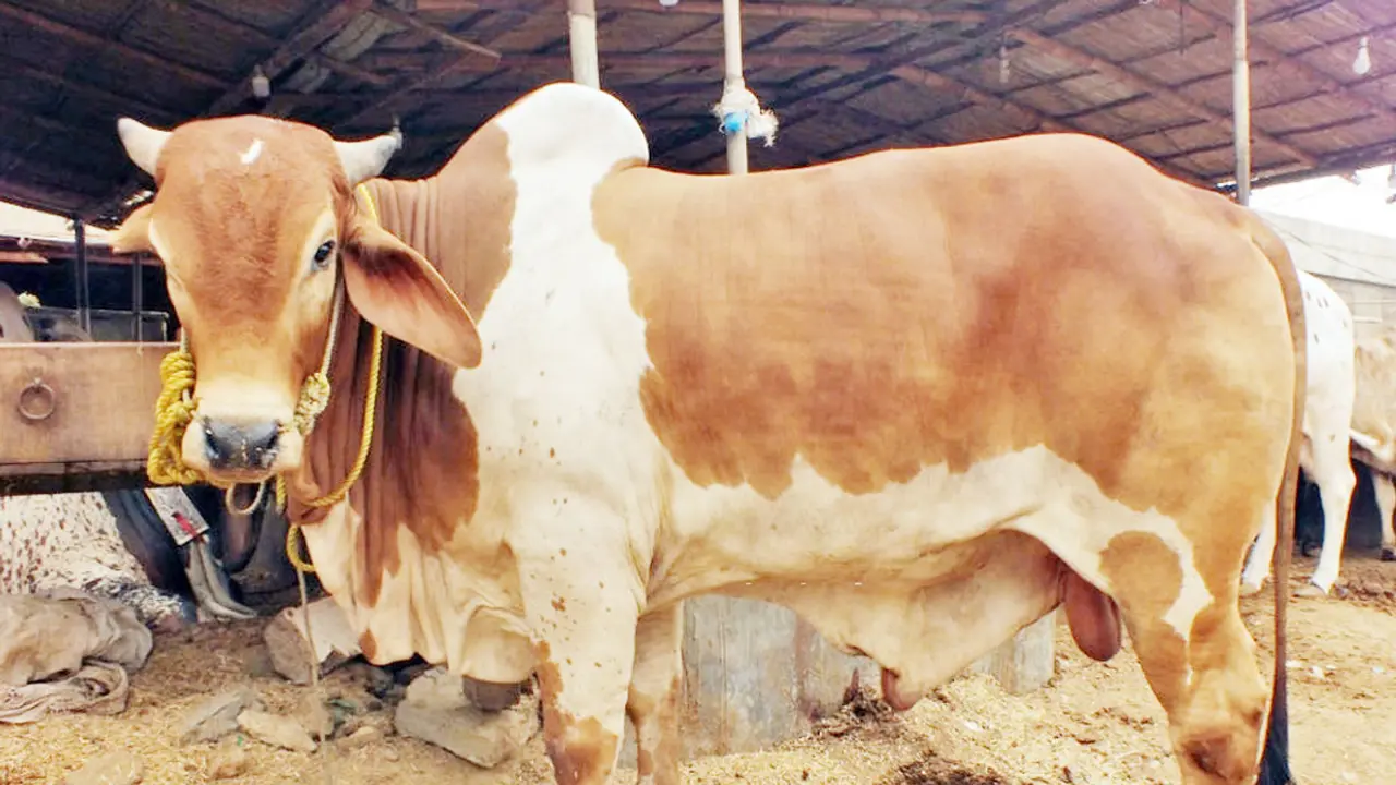 কোরবানির সামাজিক গুরুত্ব