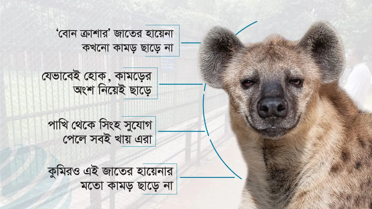 হায়েনার পেটে শিশুর হাত, চিড়িয়াখানা কর্তৃপক্ষের নানা অজুহাত