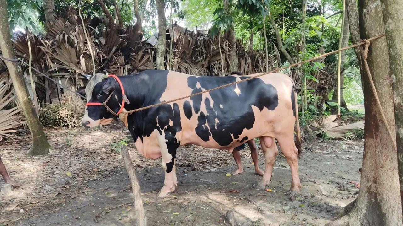 ‘নড়াইলের টাইগার’ কিনলে মোটরসাইকেল উপহার